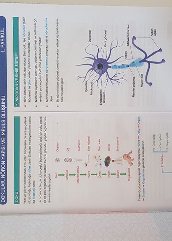  Beden Renk AYT Biyoloji Eğitim Seti 34 Fasikül Kitabı