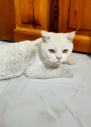 Beyaz Kedi Aksesuarı - Görsel 3