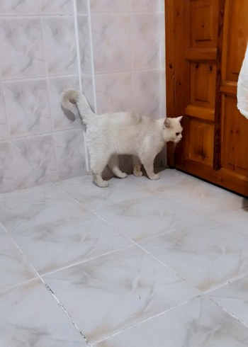 Beyaz Kedi Aksesuarı - Görsel 2