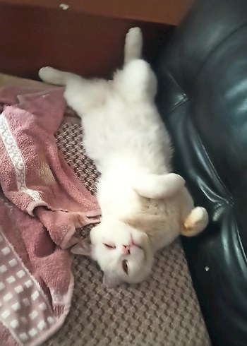 Beyaz Kedi Aksesuarı - Görsel 4