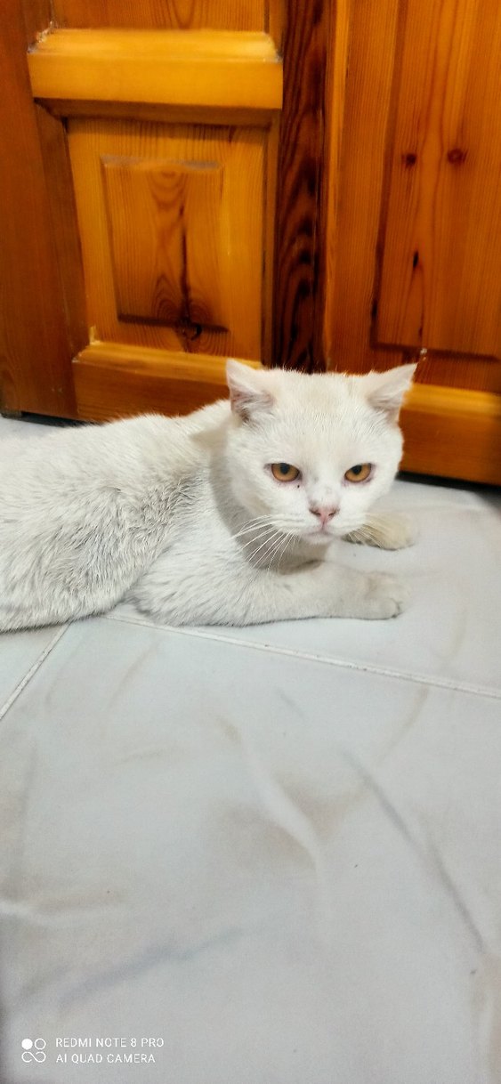 Beyaz Kedi Aksesuarı - Görsel 3