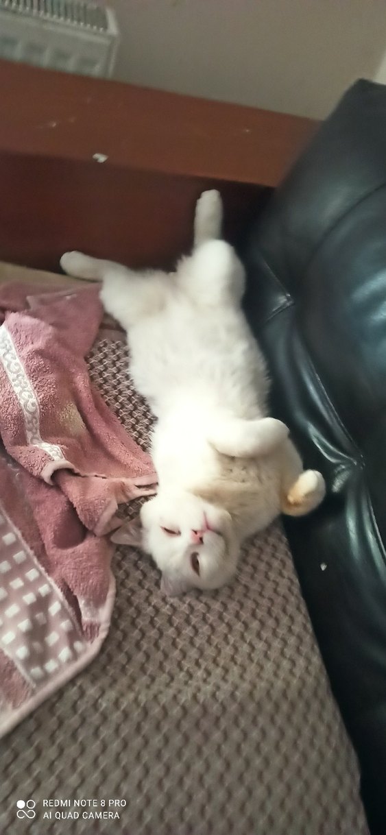 Beyaz Kedi Aksesuarı - Görsel 4