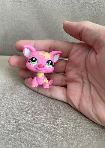 miniş domuz