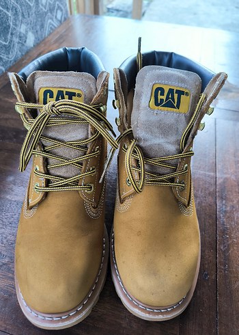 Cat 41