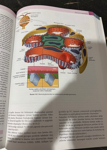 Robbins Temel Patoloji Kitabı - 10. Baskı - Görsel 7