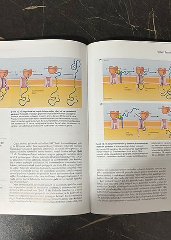 Hücre Moleküler Yaklaşım - 8. Baskı - Görsel 6