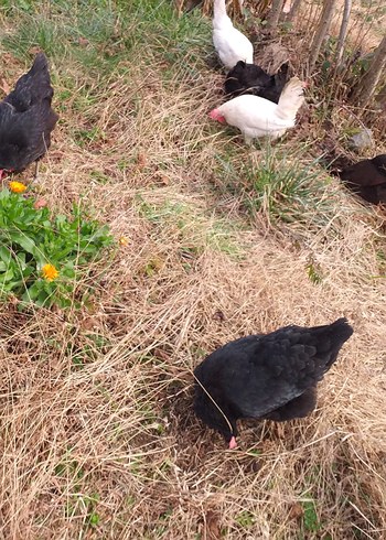 Doğal Gezen Tavuk Yumurtası - Görsel 2