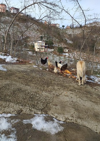Doğal Gezen Tavuk Yumurtası - Görsel 3