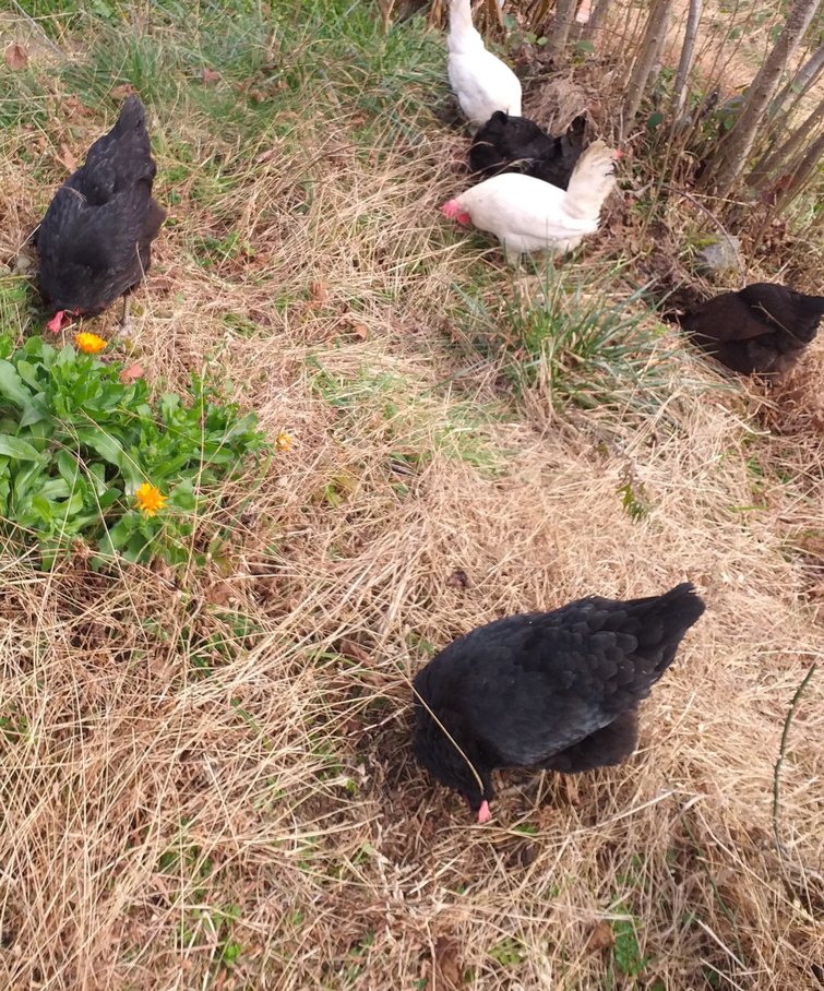 Doğal Gezen Tavuk Yumurtası - Görsel 2