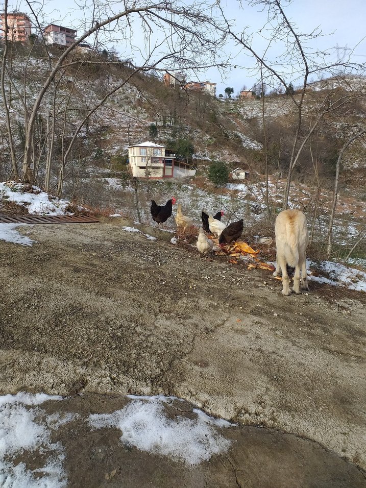 Doğal Gezen Tavuk Yumurtası - Görsel 3