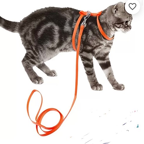 Kedi göğüs tasması