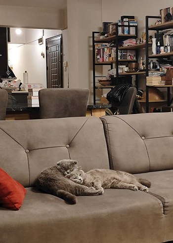 2 scotish kedi. - Görsel 5