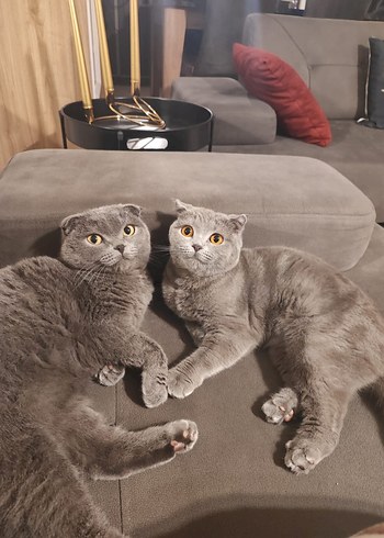 2 scotish kedi. - Görsel 4
