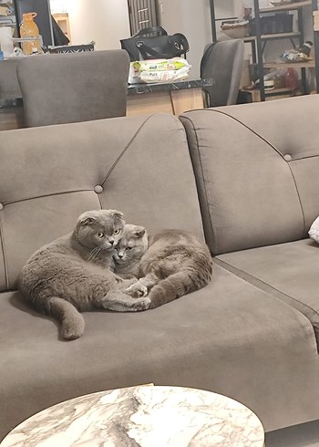 2 scotish kedi. - Görsel 2