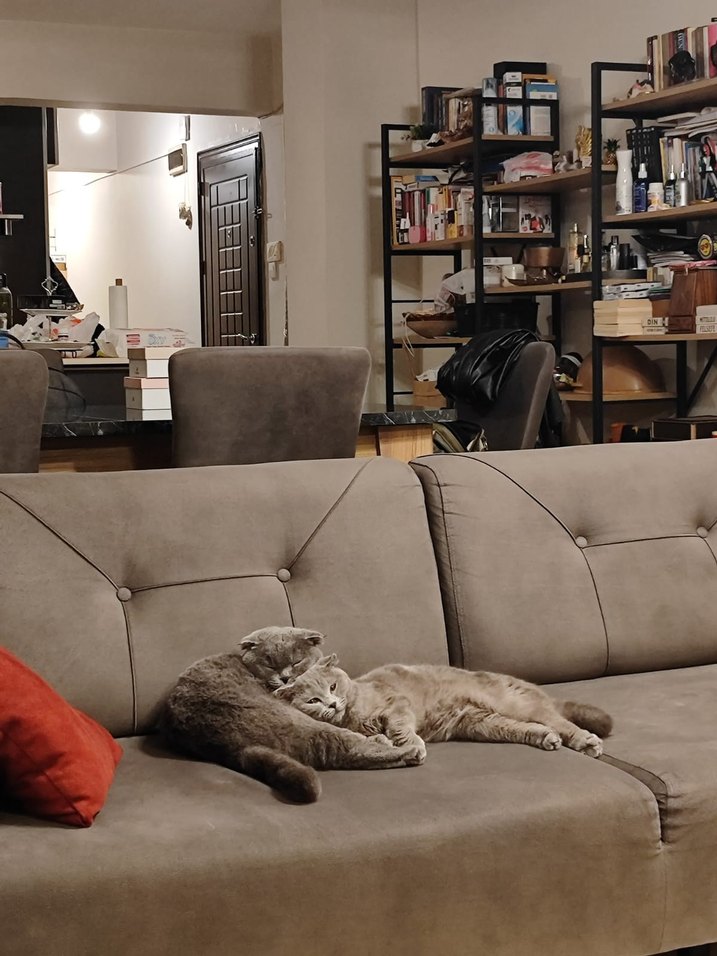 2 scotish kedi. - Görsel 5