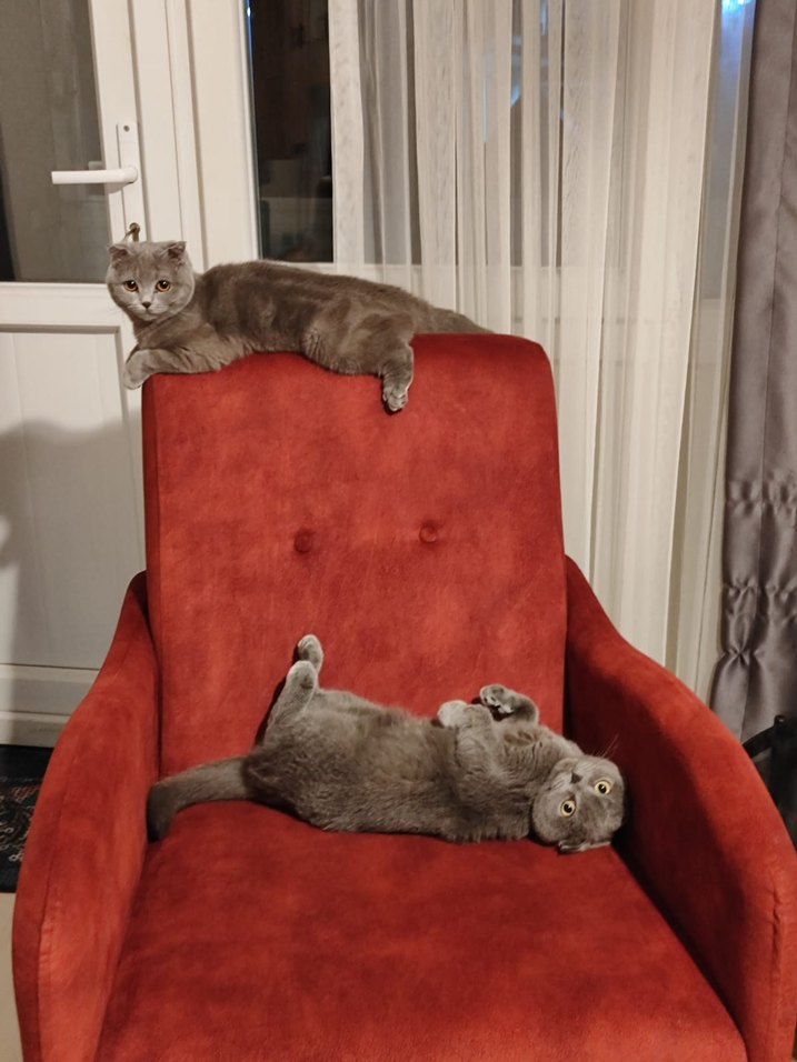 2 scotish kedi. - Görsel 3