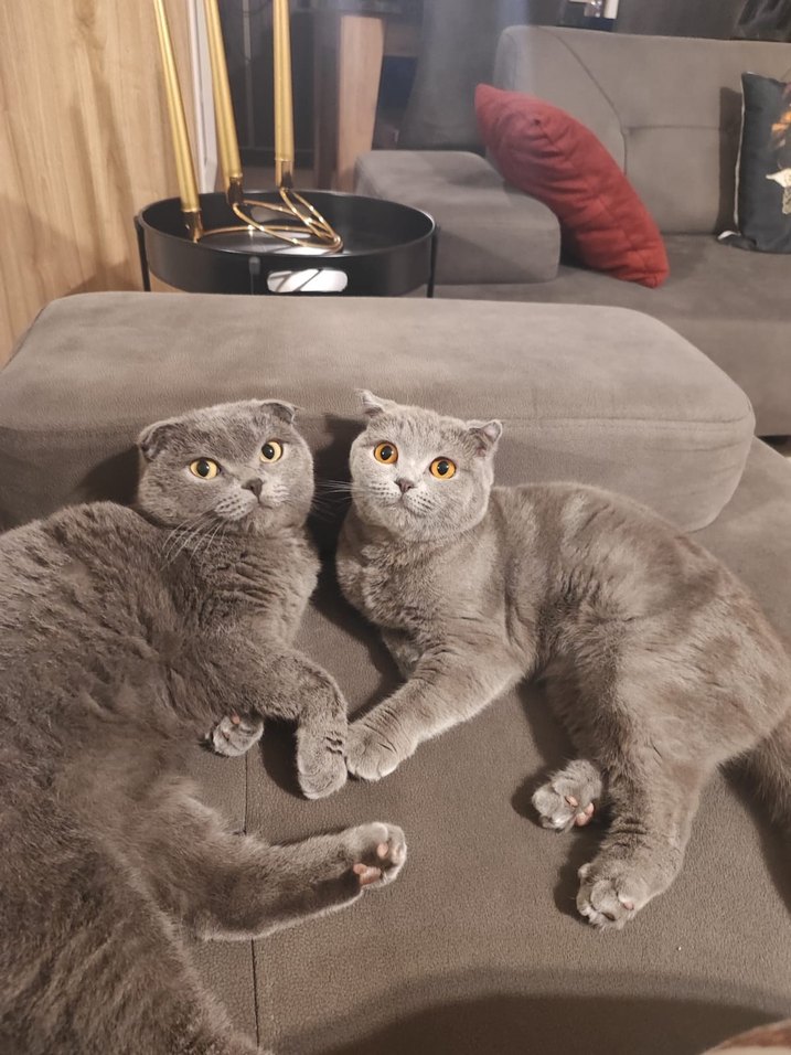 2 scotish kedi. - Görsel 4