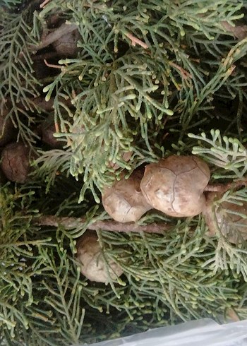 Selvi Kozalakları - Görsel 3