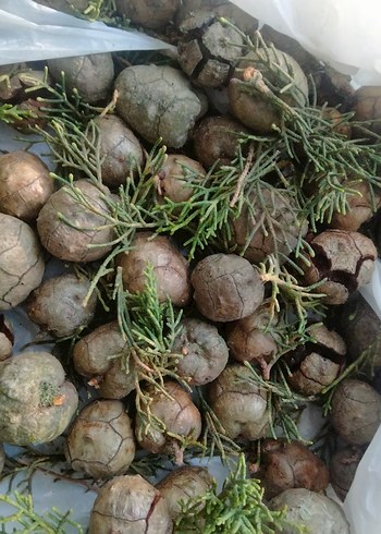 Selvi Kozalakları - Görsel 2