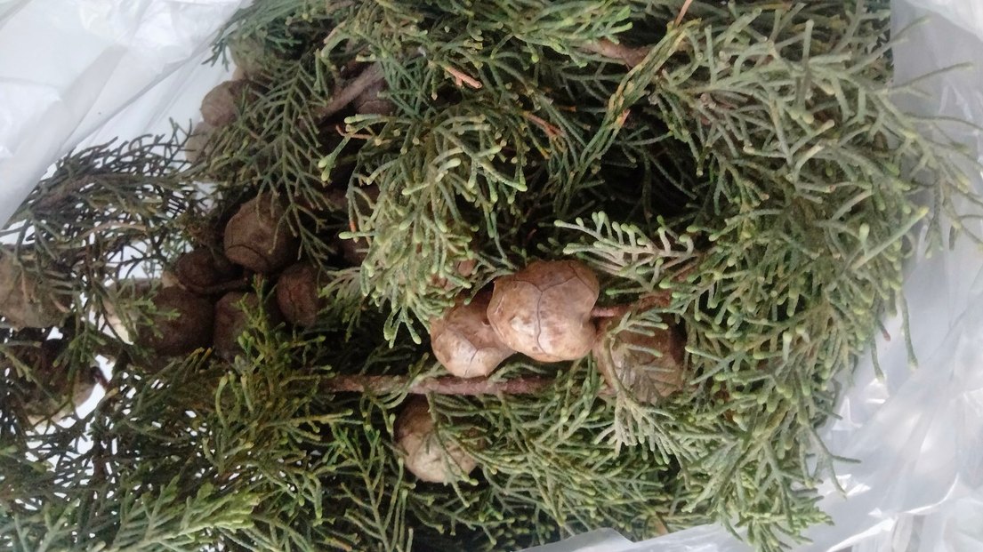 Selvi Kozalakları - Görsel 4