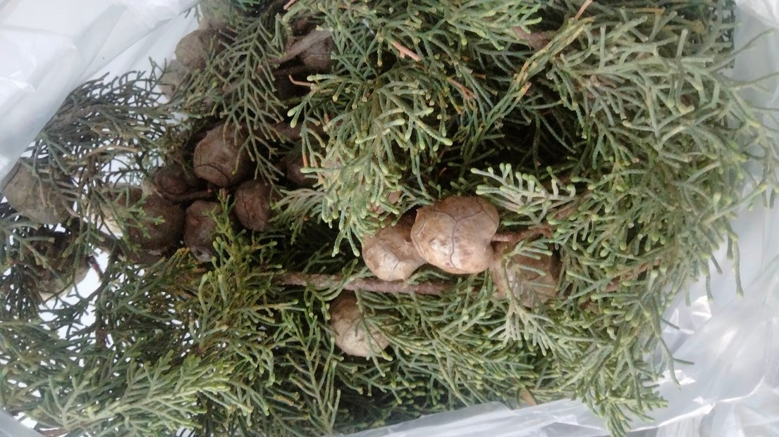 Selvi Kozalakları - Görsel 3