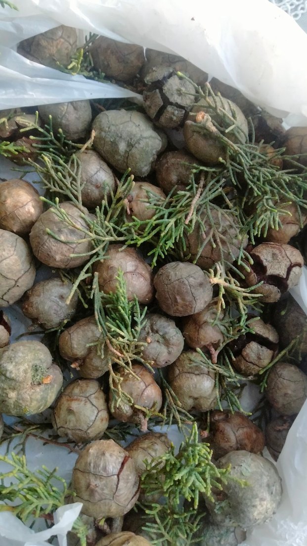 Selvi Kozalakları - Görsel 2