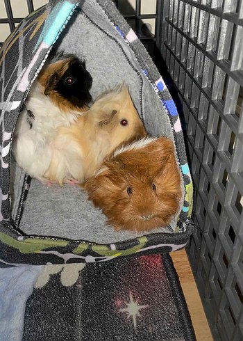 Ginepig için 22cm Gri Yuvarlak Yuva - Görsel 2