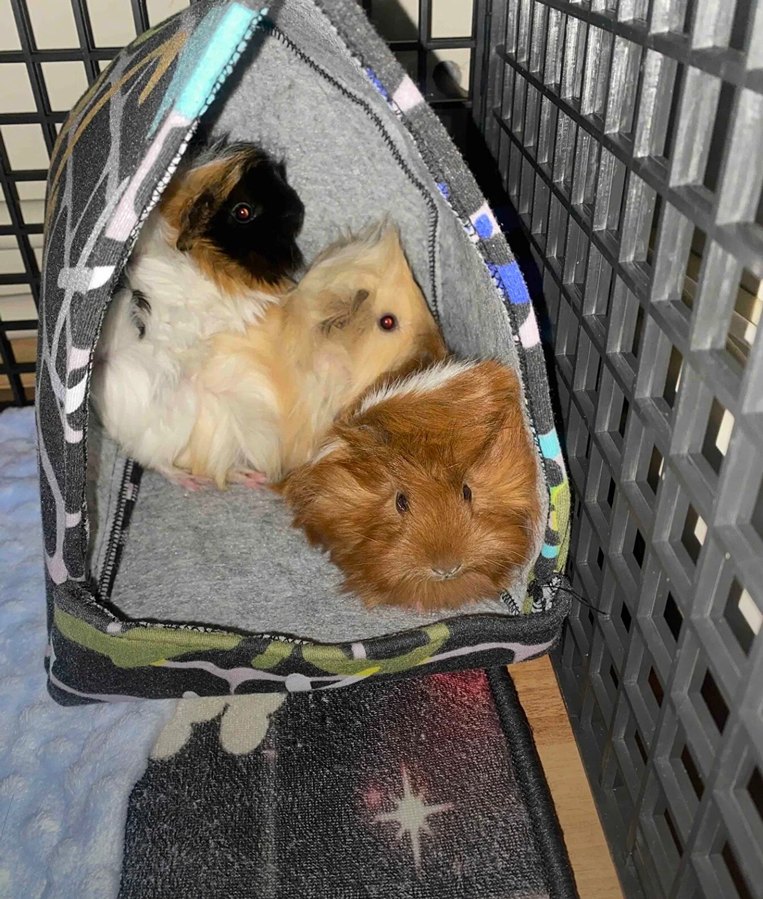 Ginepig için 22cm Gri Yuvarlak Yuva - Görsel 2