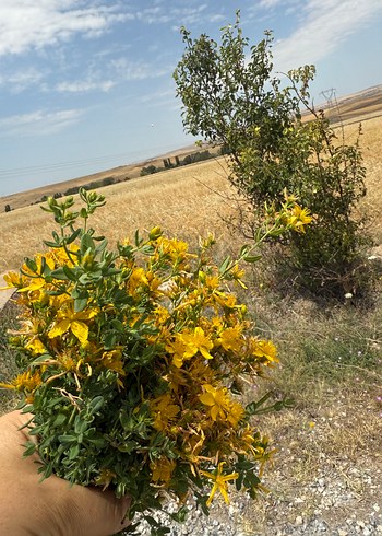 Beden El yapımı kantoron yağı 250 cm
