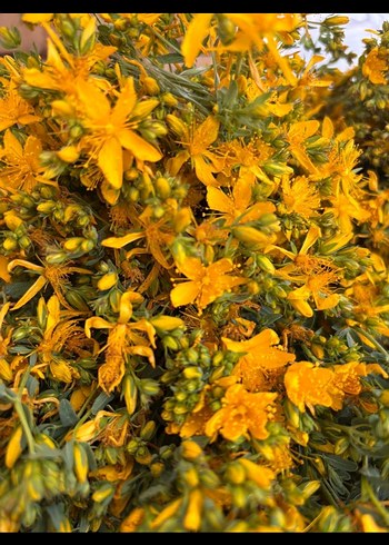 El yapımı kantoron  yağı 250 cm - Görsel 4