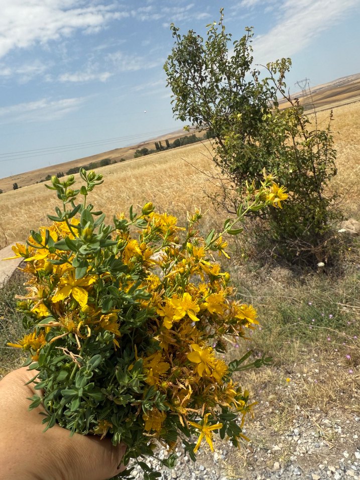 El yapımı kantoron  yağı 250 cm - Görsel 2