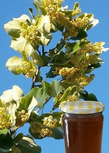 Ihlamur Balı 900 gr