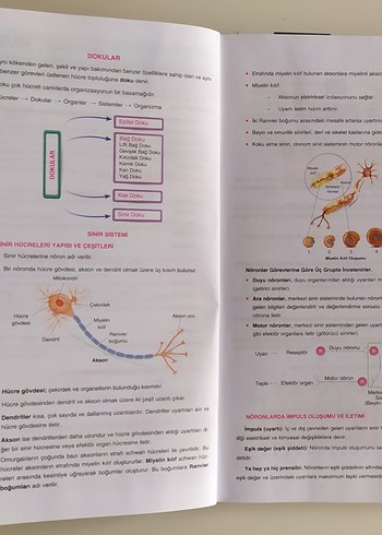 11. Sınıf Biyoloji İnsan Fizyolojisi konu anlatımı seti
