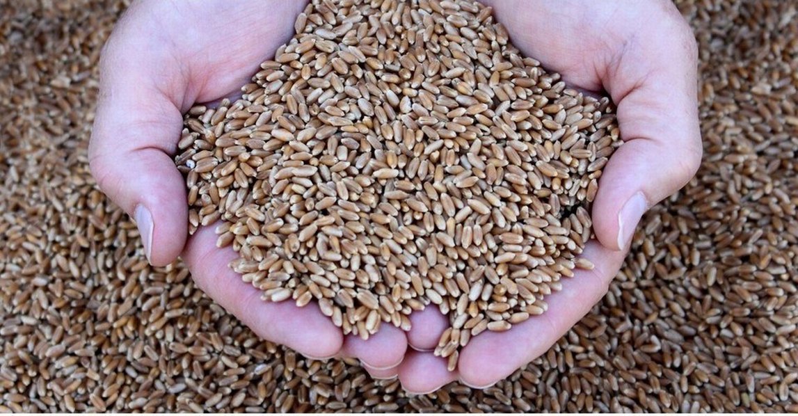 Kedi Çimi %100 Doğal - Görsel 2