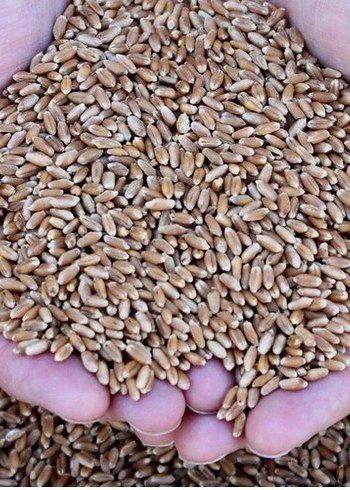 %100 Doğal Kedi Çimi - Görsel 2