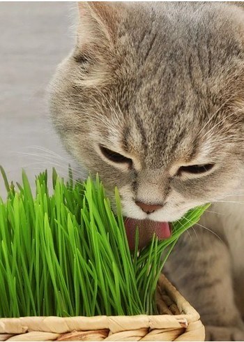 %100 Doğal Kedi Çimi - Görsel 3