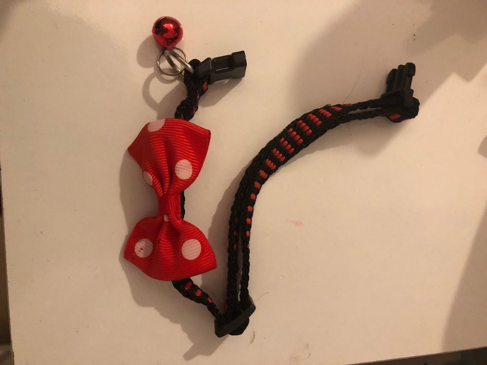 Kedi tasması - Görsel 2