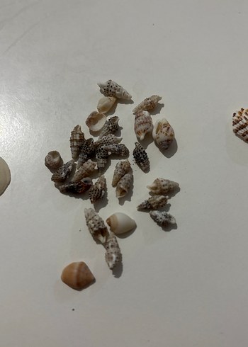 Deniz Kabukları