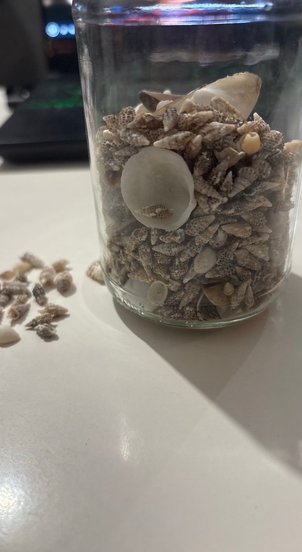 Deniz Kabukları - Görsel 2