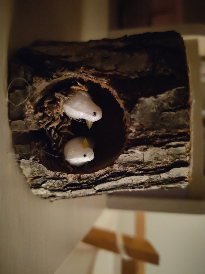 Ahşap Kütük İçinde Kuş Figürlü Mumluk ve Mum - Görsel 2