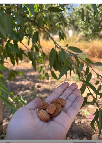 Kabuklu badem kilo fiyatı - Görsel 2
