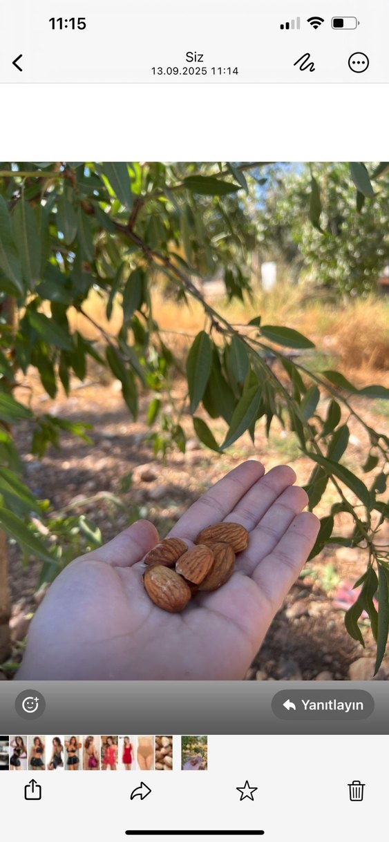 Kabuklu badem kilo fiyatı - Görsel 2