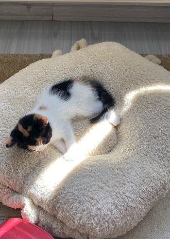 Beyaz Yumuşak Kedi Yatağı