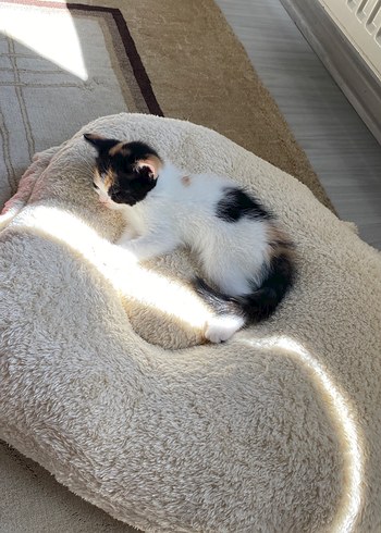 Beyaz Yumuşak Kedi Yatağı