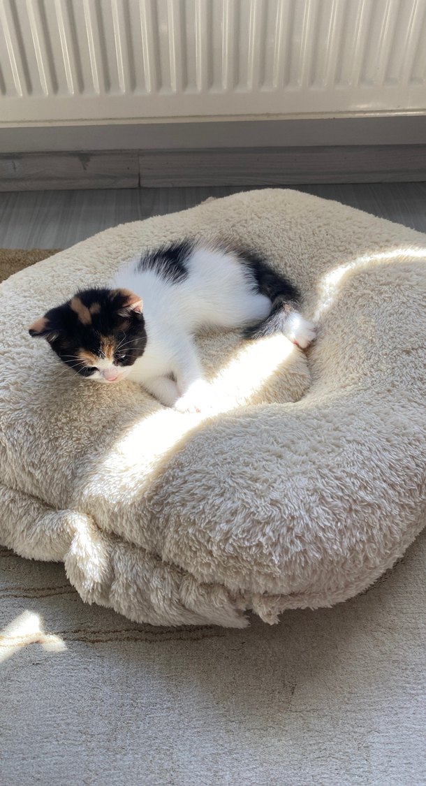 Beyaz Yumuşak Kedi Yatağı - Görsel 3