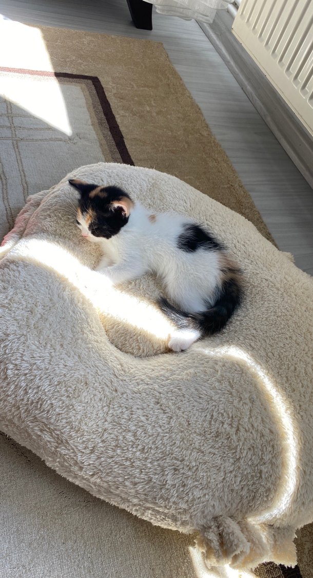 Beyaz Yumuşak Kedi Yatağı - Görsel 2