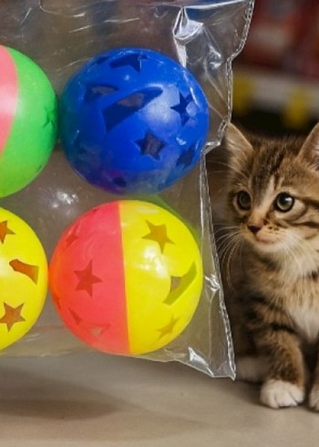 Çıngıraklı Top Kedi Oyuncağı 2'li Set - Görsel 2