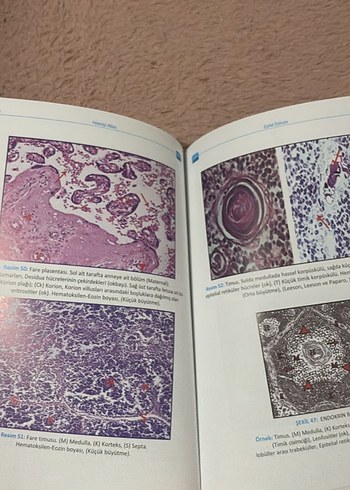 Genel Histoloji Atlası - Görsel 3