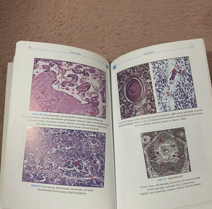 Genel Histoloji Atlası - Görsel 3