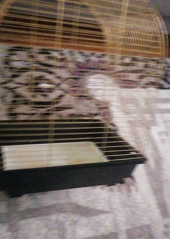 Parlak Altın Renkli Kuş Kafesi - Görsel 3